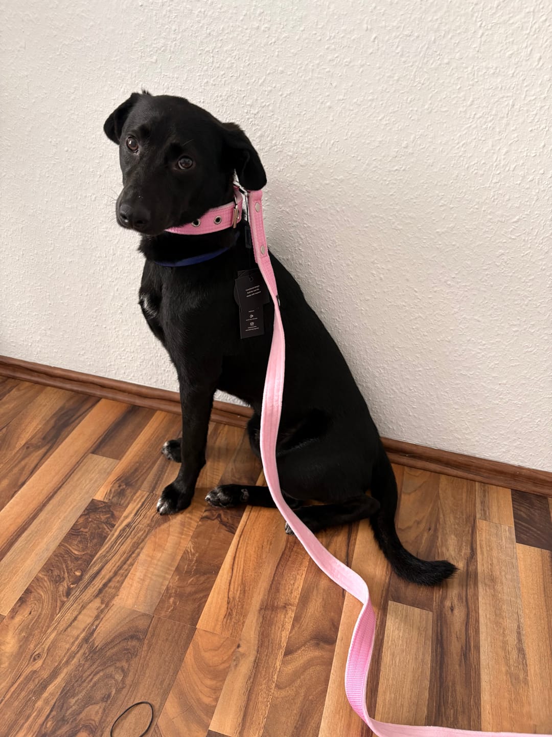 Customer photo review of Active Set Baby Pink  - Active halsband & koppel
