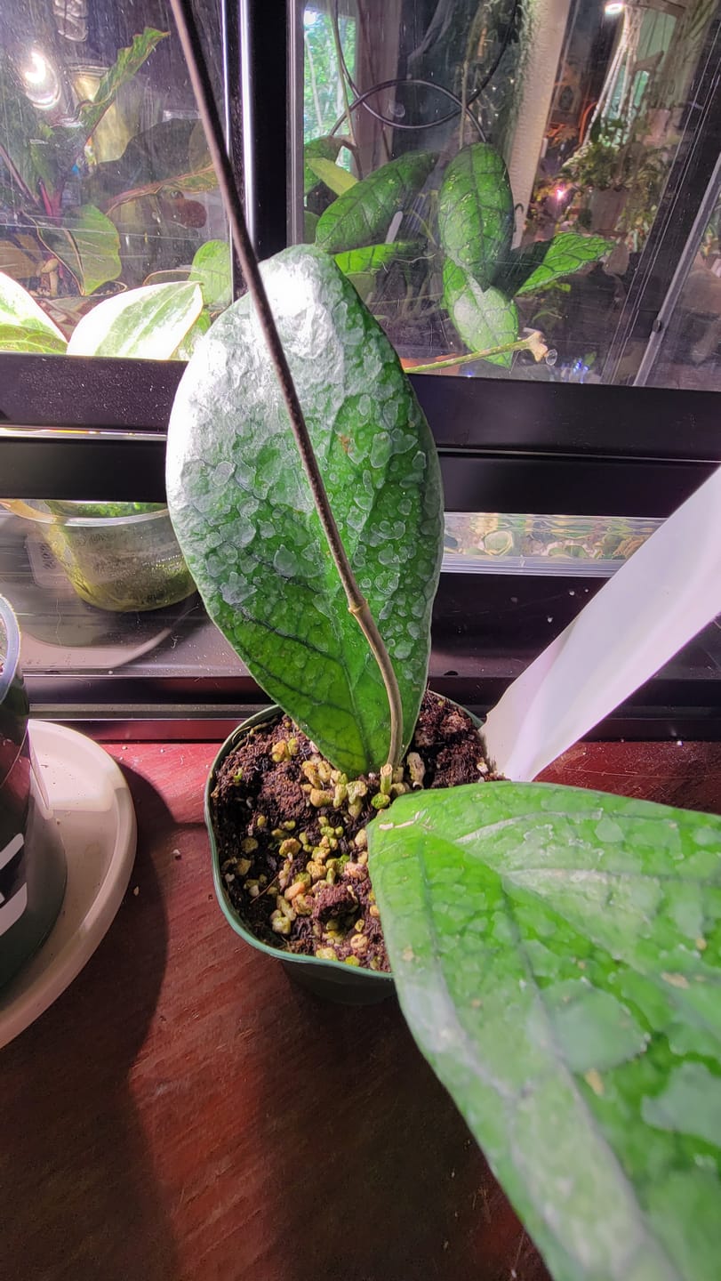 Customer photo review of Hoya forbesii
