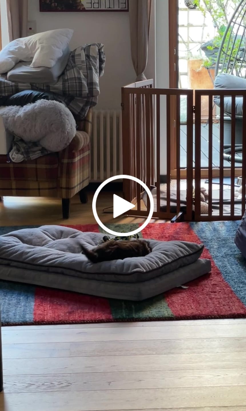 Customer video review of Orthopädisches Hundekissen "Easy"