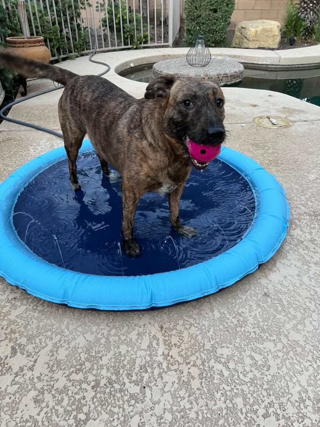 Customer photo review of AquaPlay Cooling Mat – Rafraîchissez votre chien et transformez son été