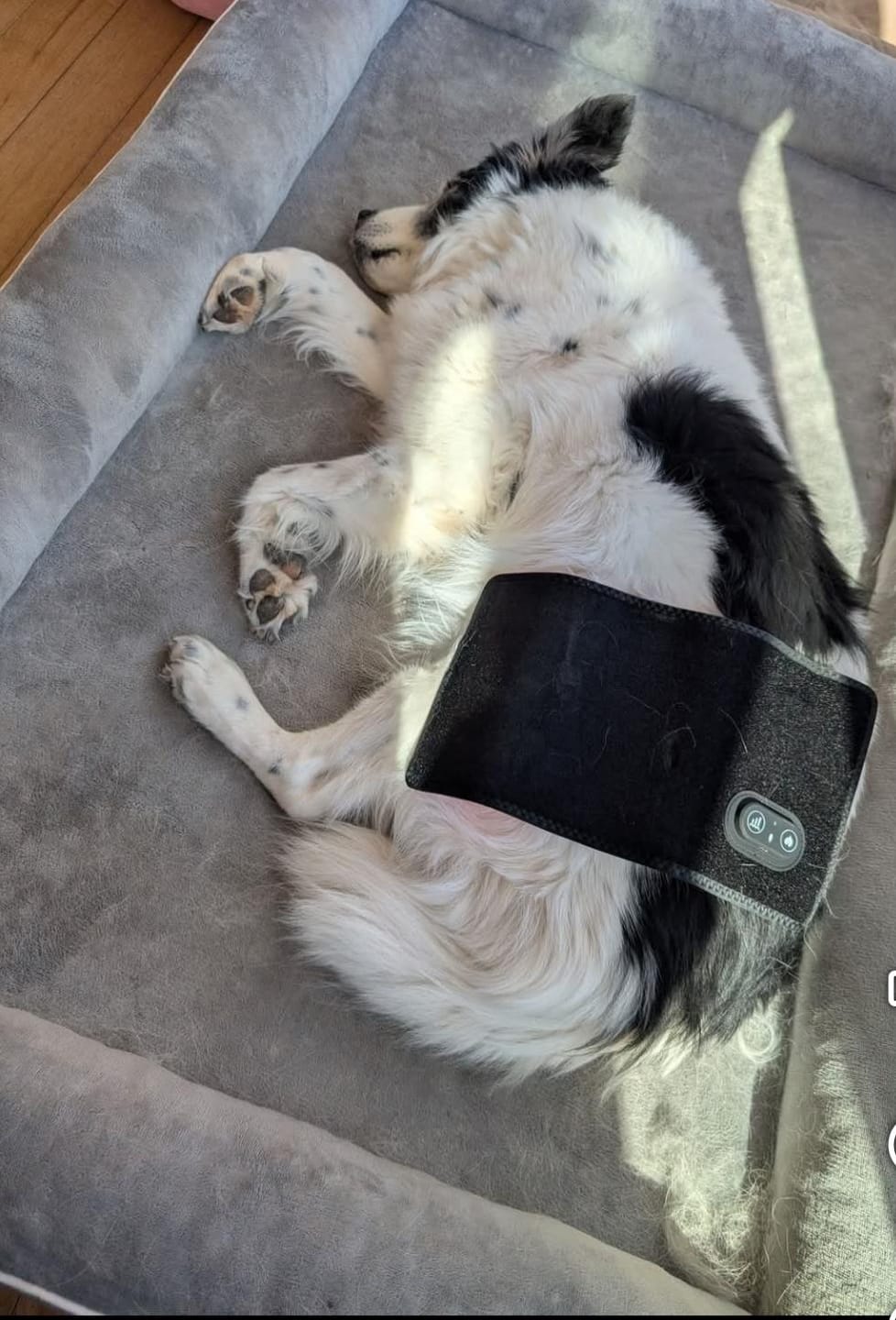 Customer photo review of RedPaw Red Light Therapy