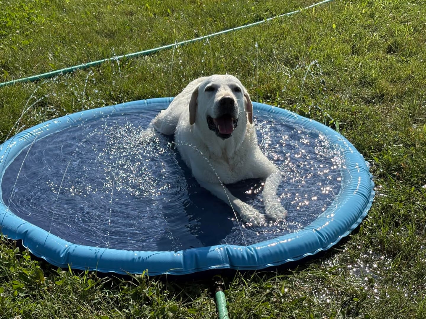 Customer photo review of AquaPlay Cooling Mat – Rafraîchissez votre chien et transformez son été