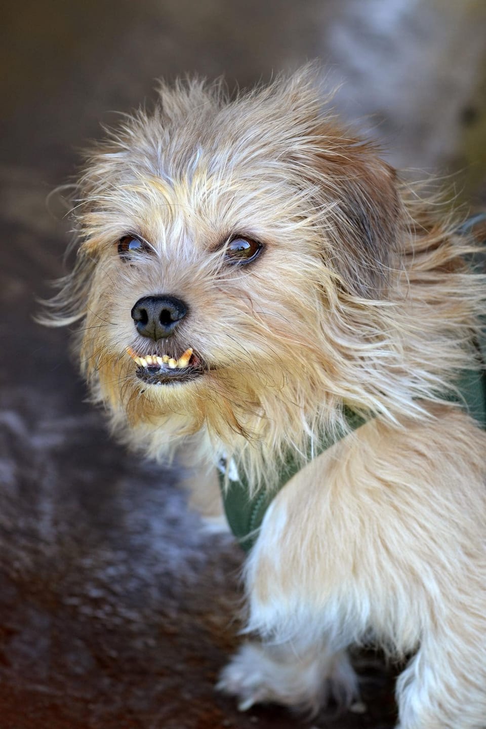 Customer photo review of Beemzy Tandpoeder voor Honden