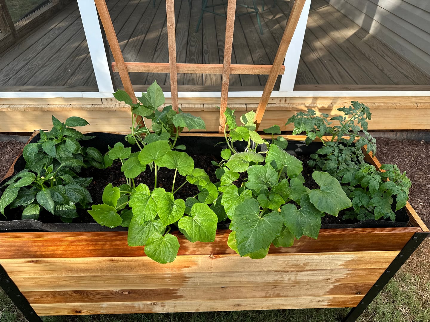Customer photo review of 18" x 48" Raised Garden Bed - 30" TALL / Garden Grade