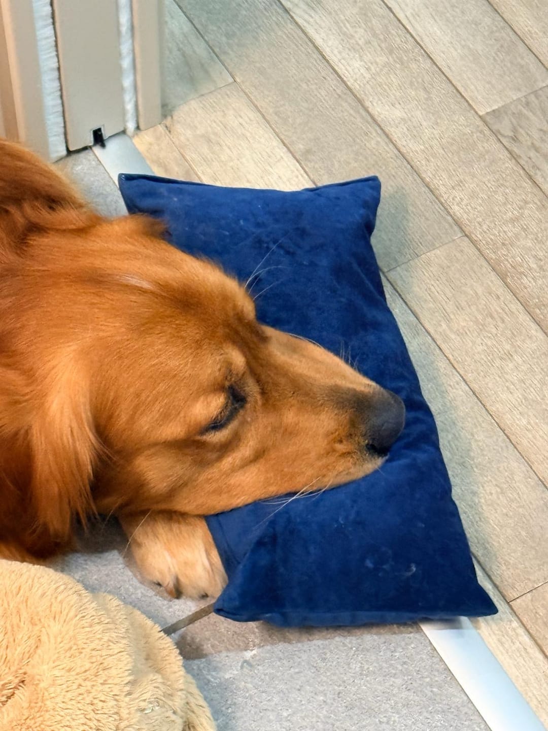 Customer photo review of Cuscino Arredo
