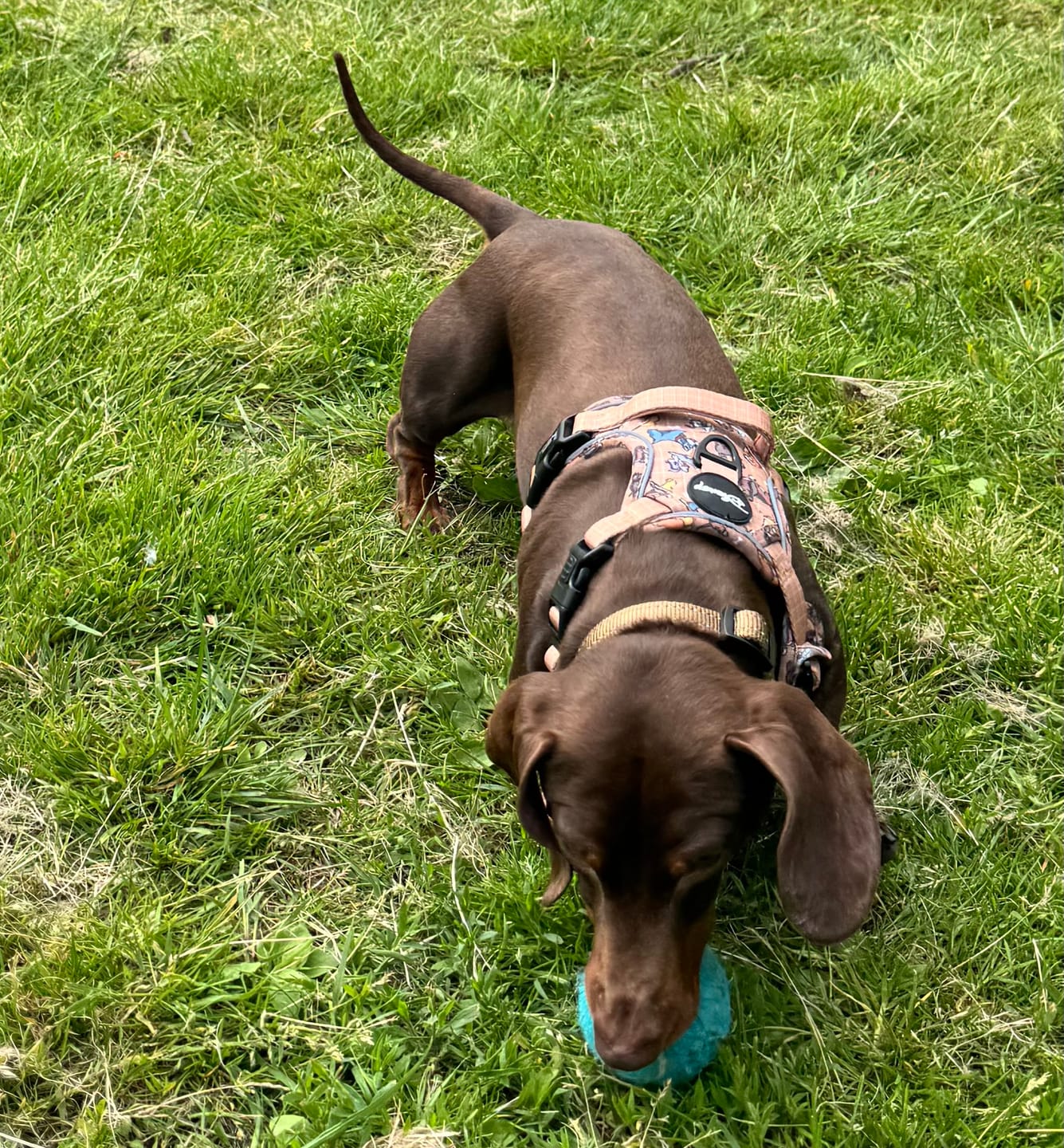 Customer photo review of Disney© Tough Trails™ Harness - Disney Dogs