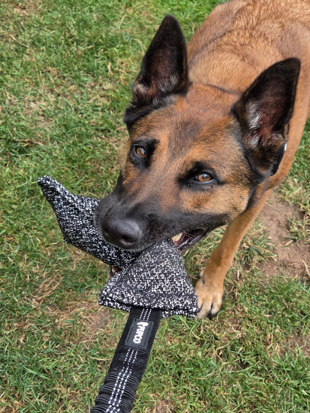 Customer photo review of Bungee Tugger - Black