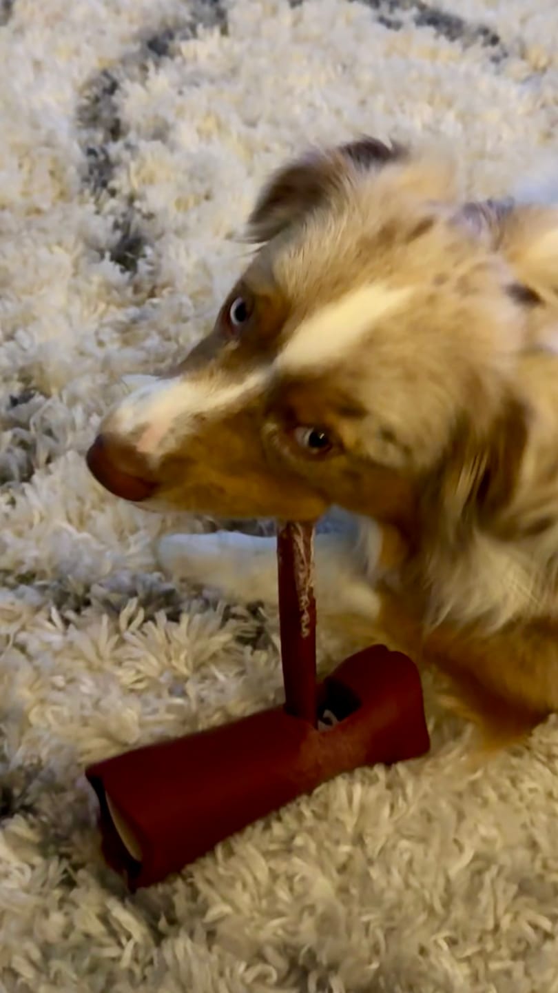 Customer photo review of 6 Inch Thick Bully Stick