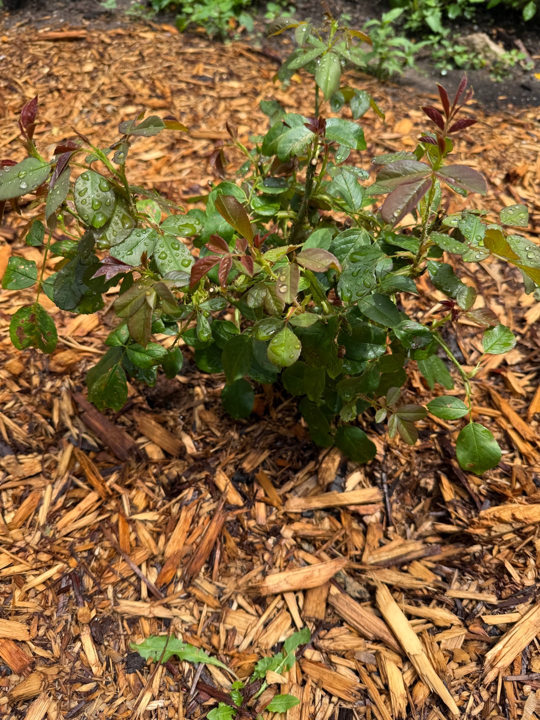 Customer photo review of Olivia Rose Austin® Rose Bush By David Austin® - 3 or 5 Gallon