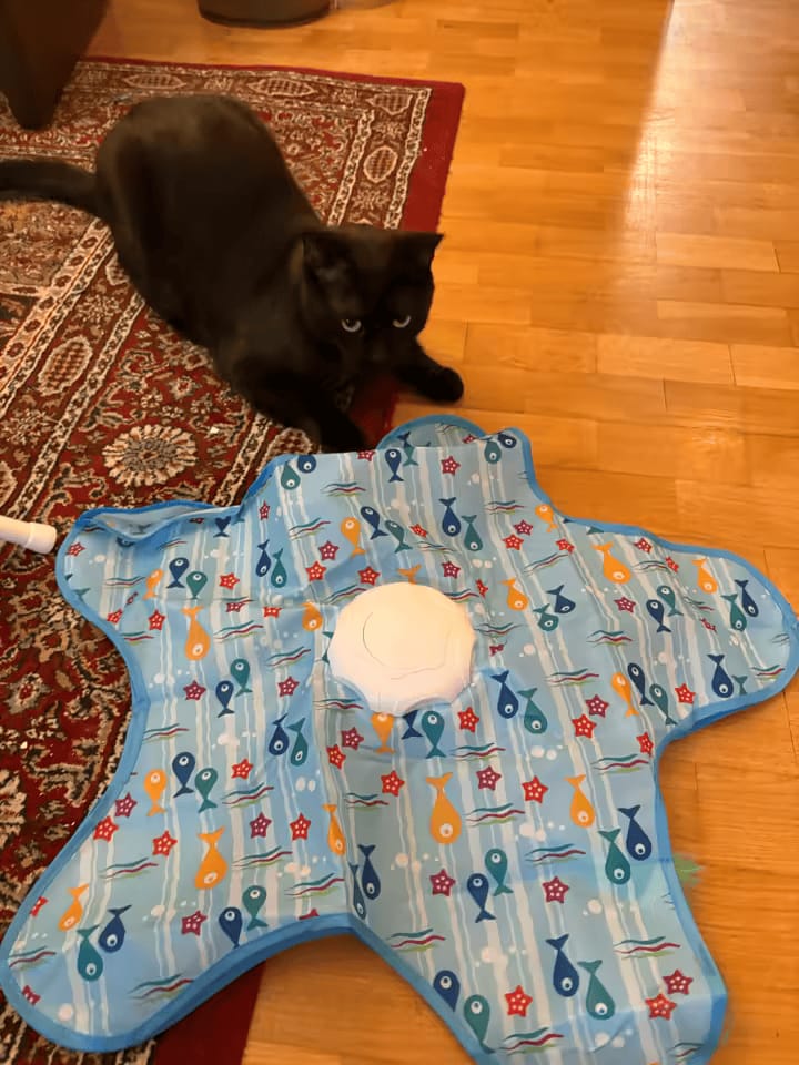 Customer photo review of PEEKY TAIL 2.0