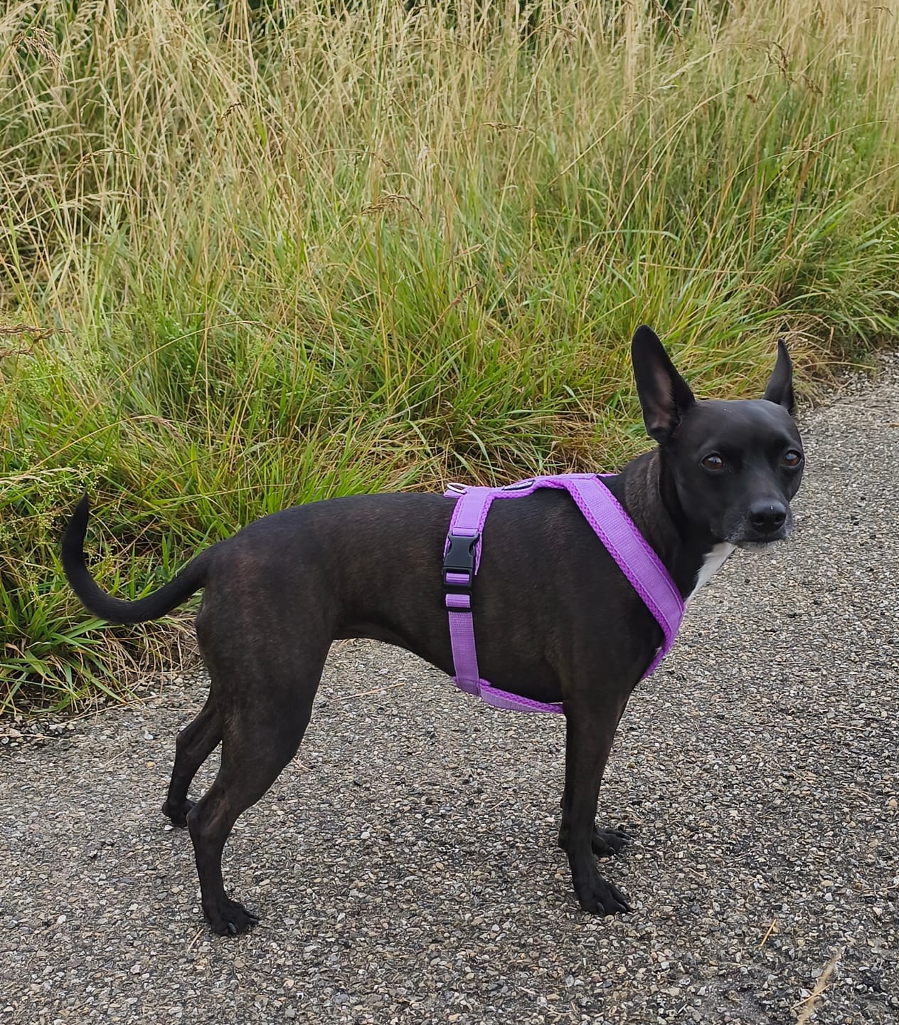 Customer photo review of Windhundgeschirr FUN Welpe/Windspiel "Lilac"