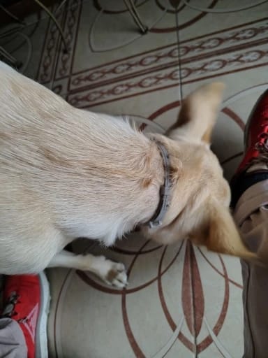 Customer photo review of Collar Antipulgas Natural