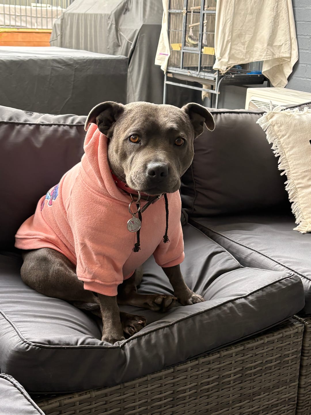 Customer photo review of In Da Hood Dog Hoodie