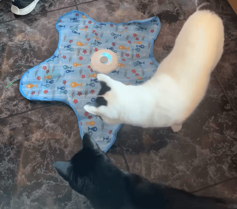 Customer photo review of PEEKY TAIL 2.0