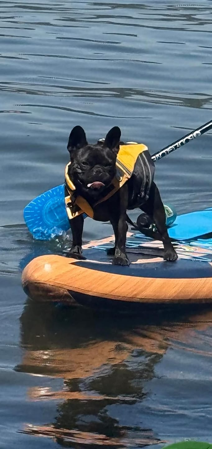 Customer photo review of FloatPaw™ Life Jacket