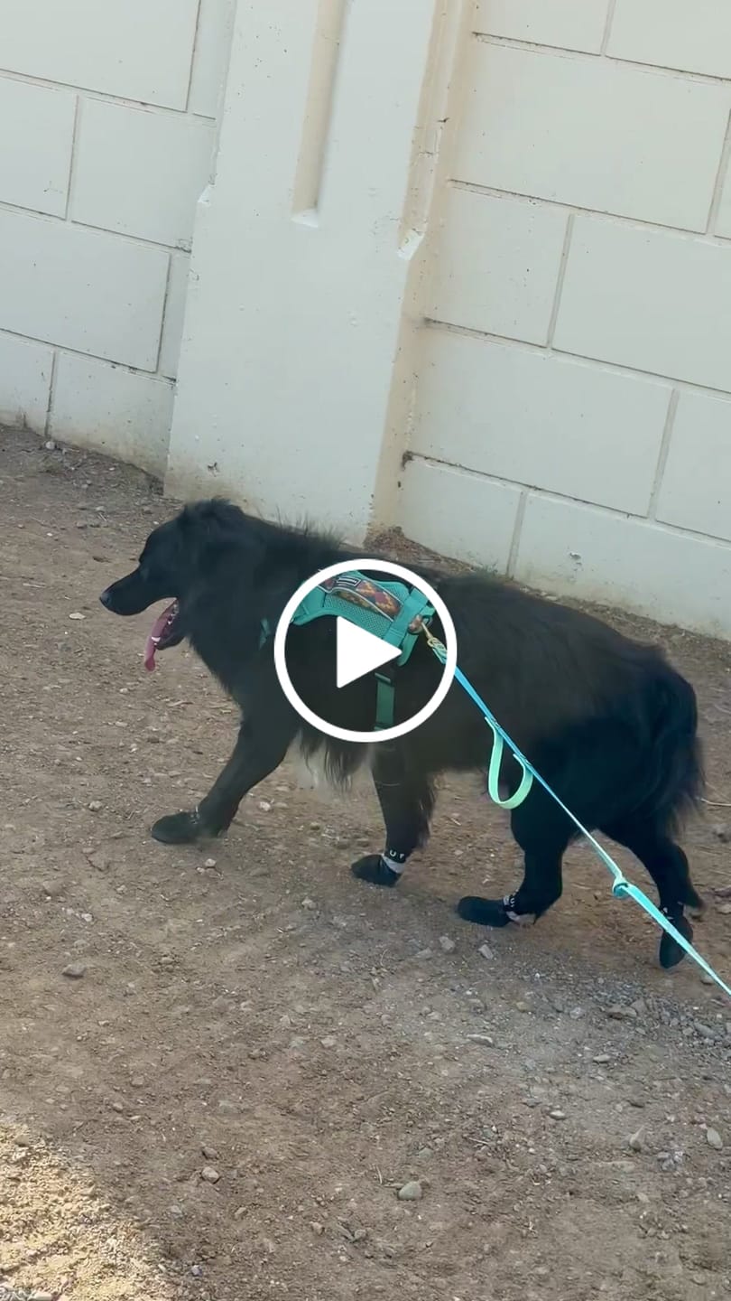 Customer video review of AIR PUP SPRINTERS - SET OF 4