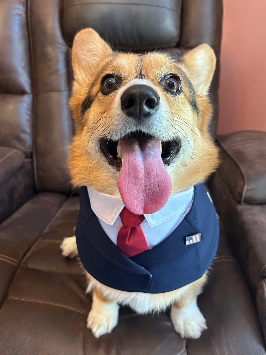 Customer photo review of President – Red & Blue Tie Dog Suit | Formal Style