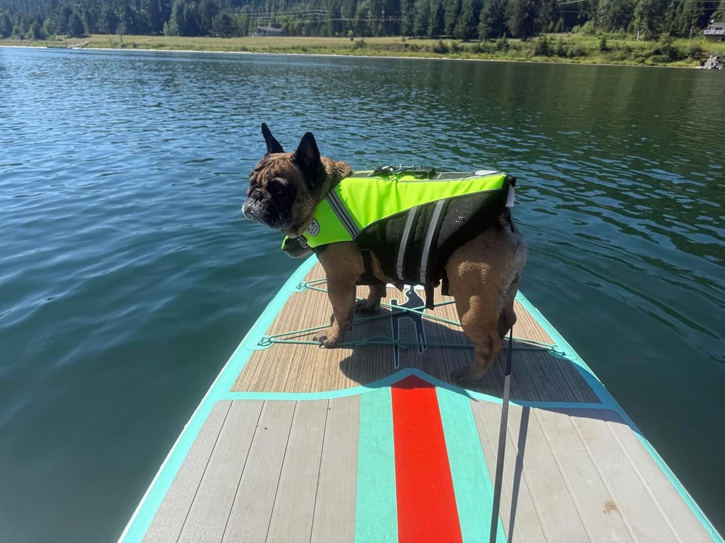 Customer photo review of FloatPaw™ Life Jacket