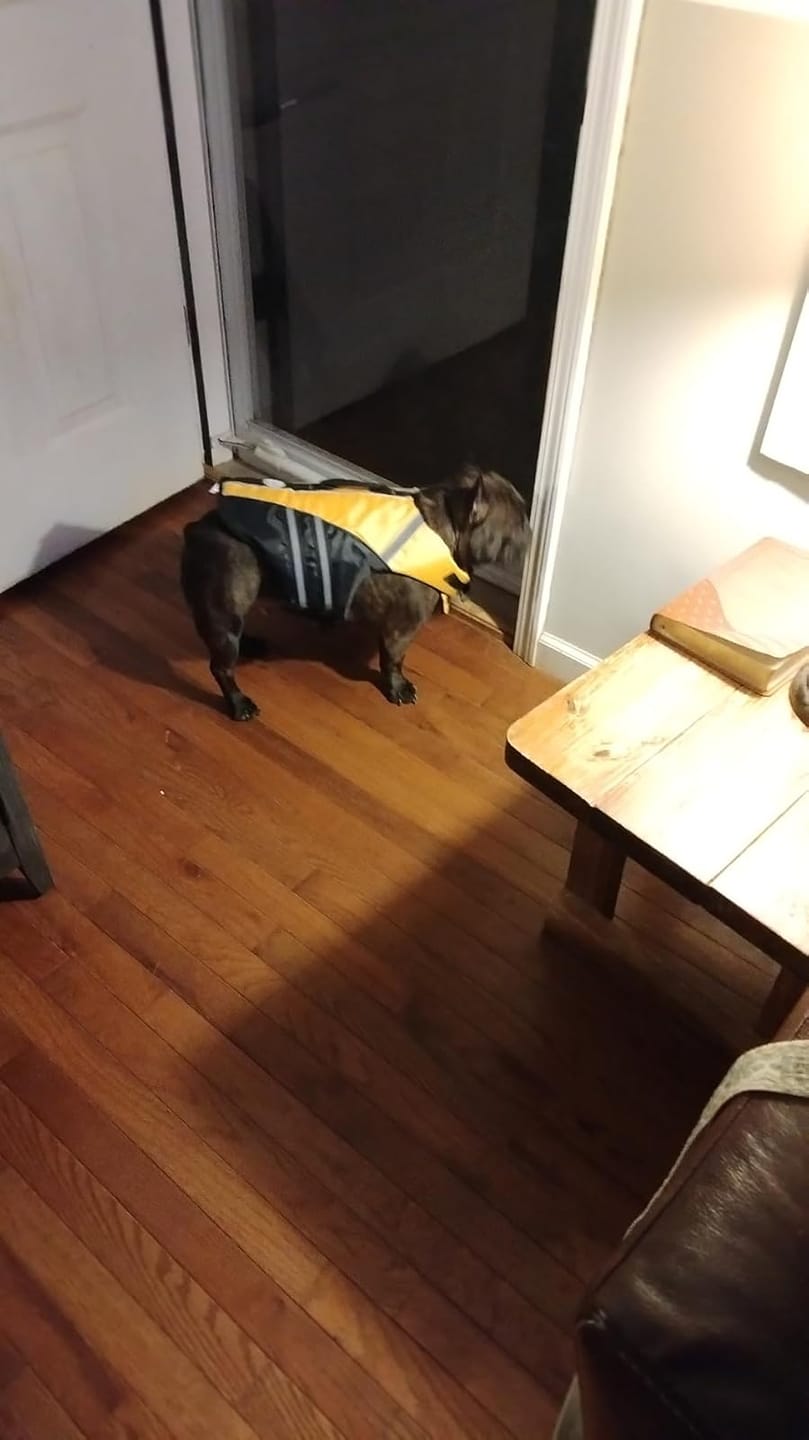 Customer photo review of FloatPaw™ Life Jacket