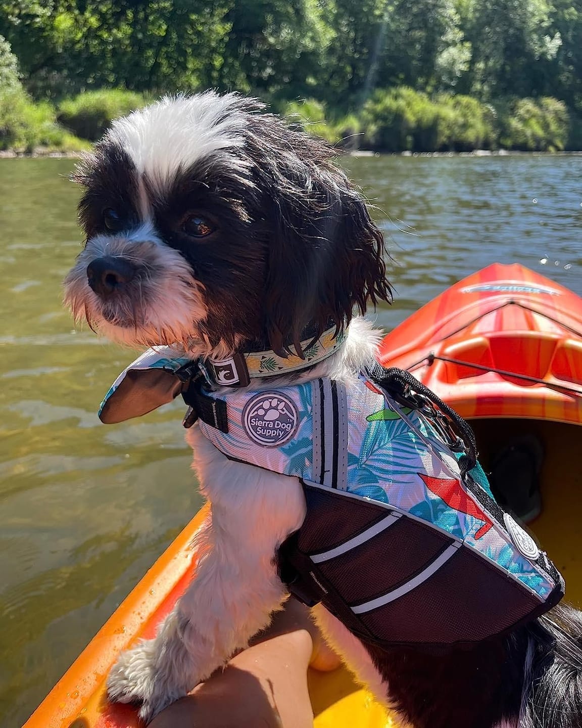 Customer photo review of FloatPaw™ Life Jacket