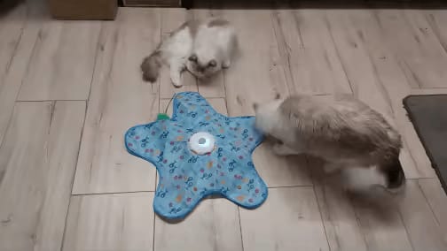 Customer photo review of PEEKY TAIL 2.0