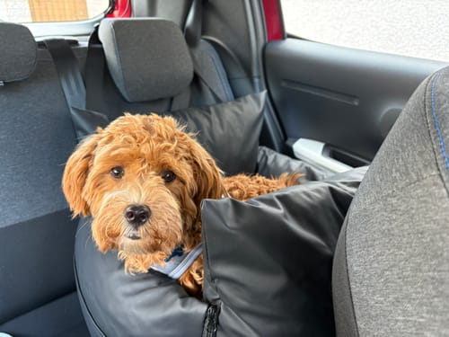 Reviewer's small maltipoo sitting happily in the black Dog Dock V2 car seat in a car's back seat.