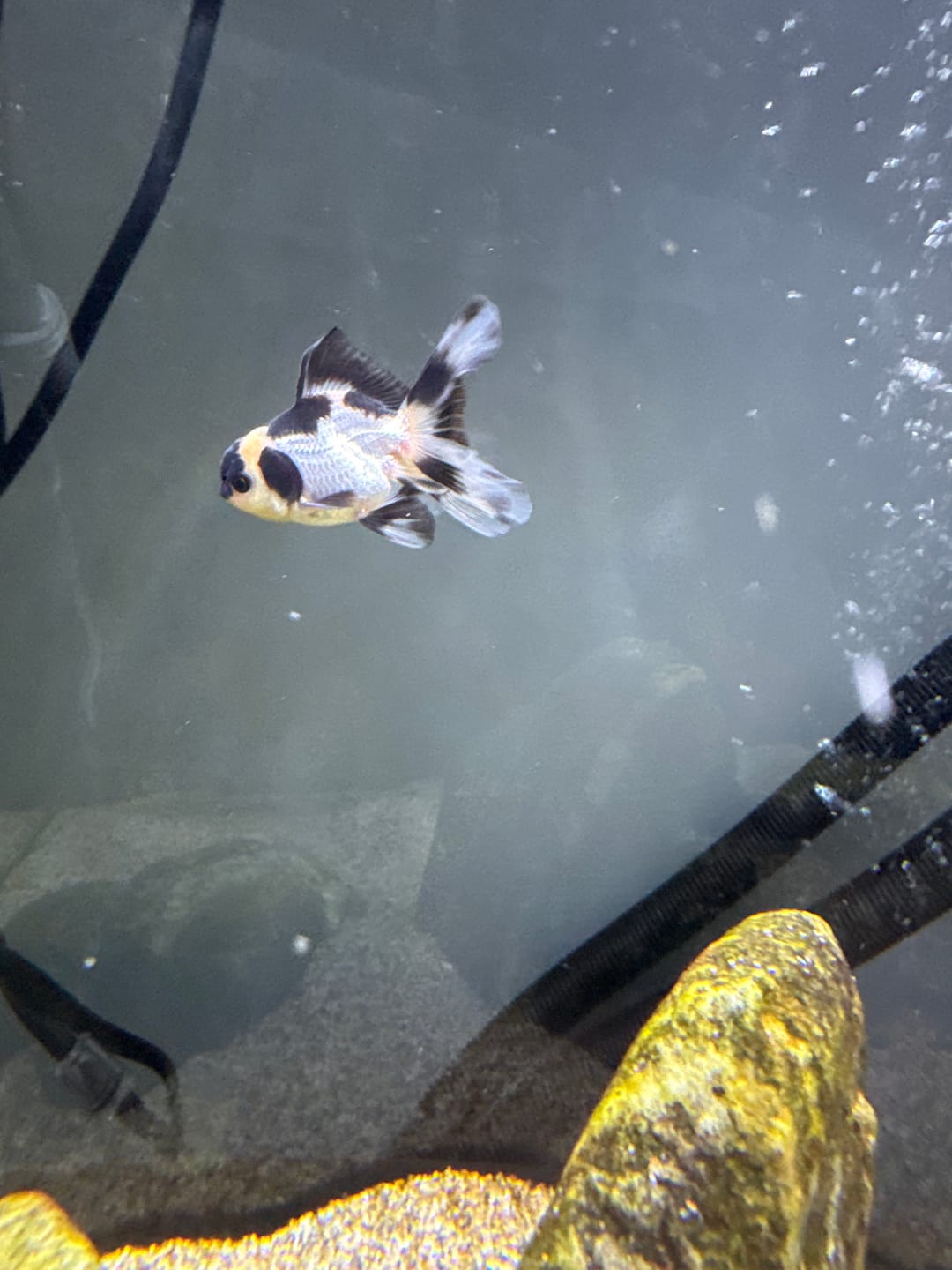 Customer photo review of Live Premium Fancy Goldfish Thai Oranda 2"-4" Body Panda (Our Choice)