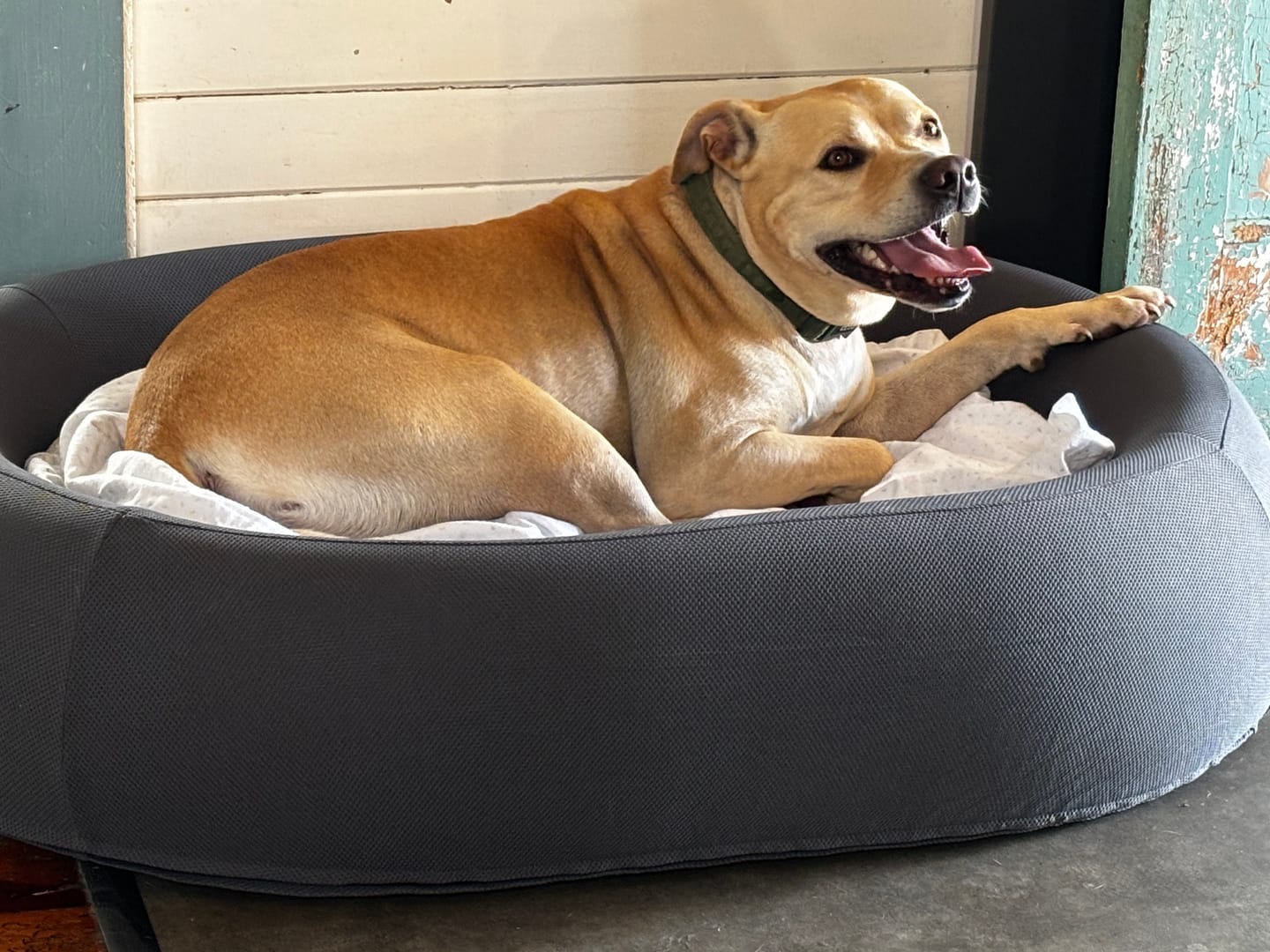 Customer photo review of Brooklyn® Nest Dog Bed (Orthopaedic Memory Foam)