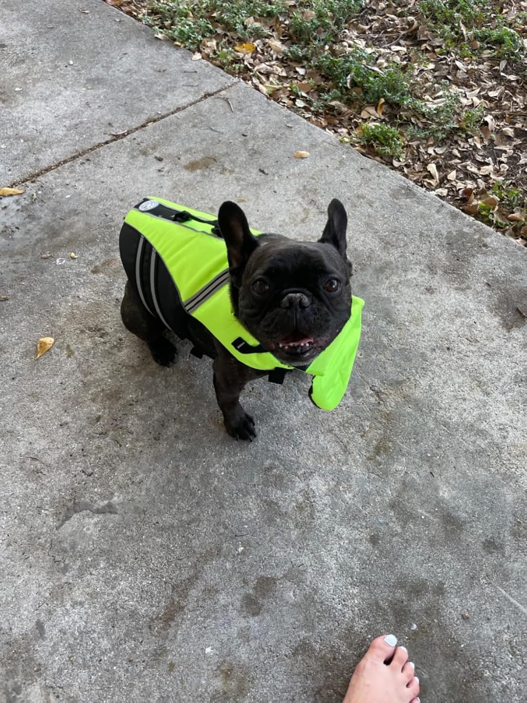 Customer photo review of FloatPaw™ Life Jacket