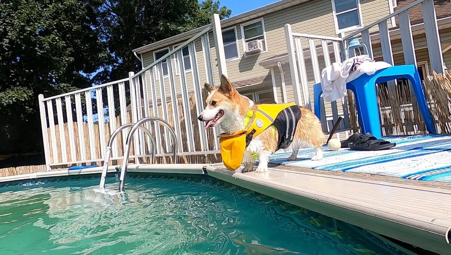 Customer photo review of FloatPaw™ Life Jacket
