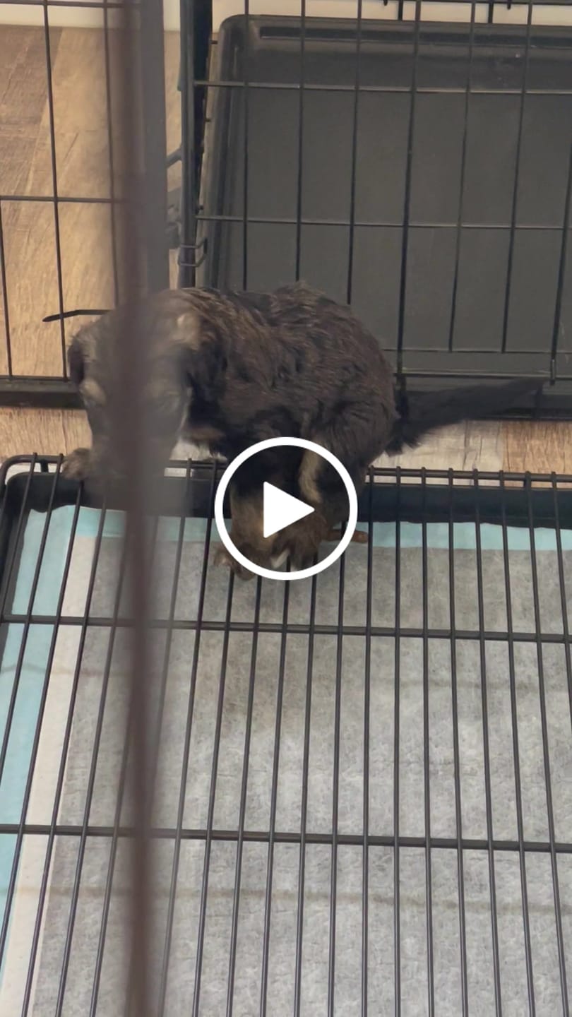 Customer video review of Little Wolves Potty Tray 22" x 22"