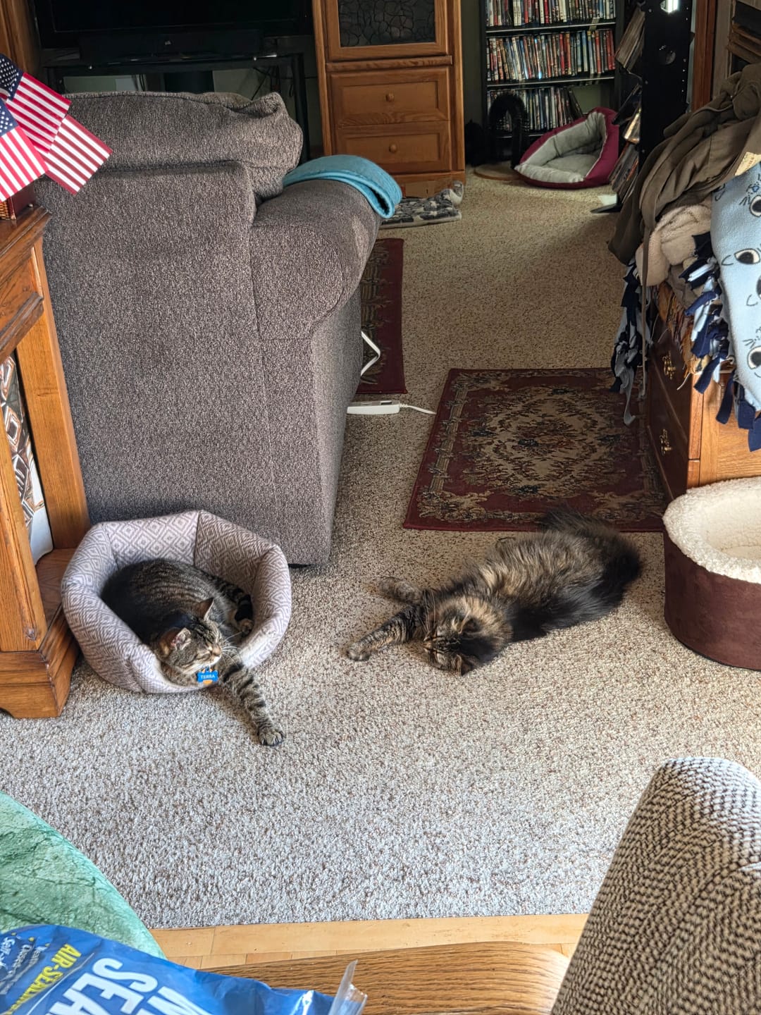 Customer photo review of 6x Blisso Advanced Cat Probiotic
