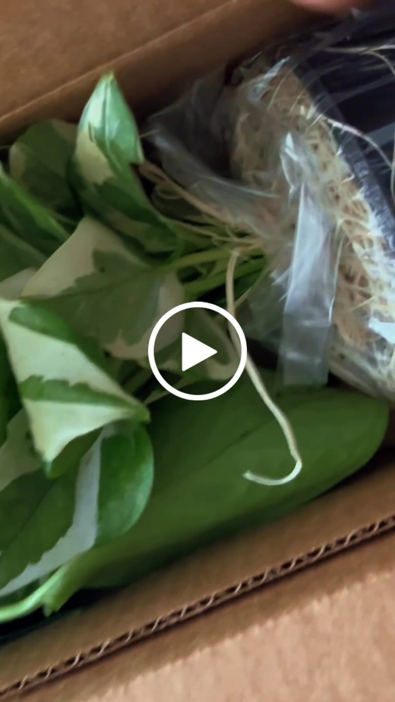 Customer video review of Pothos Plants Bundle - Set of 4