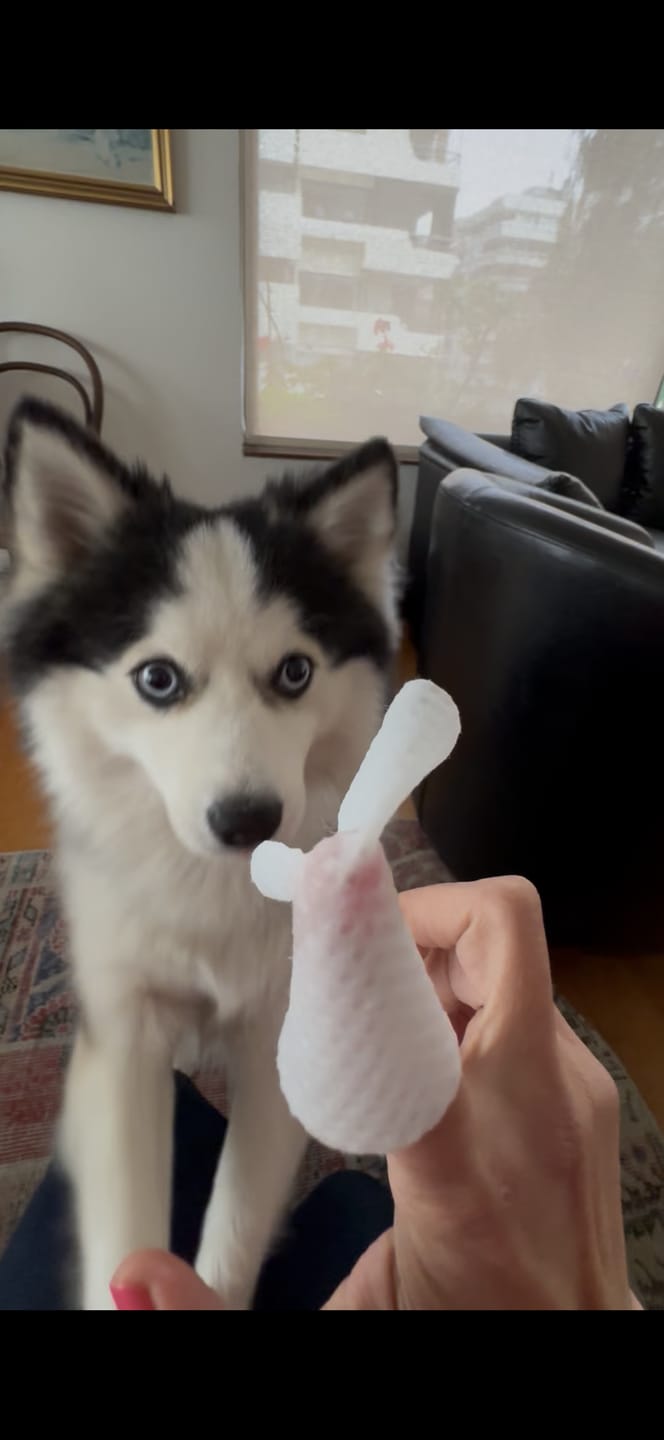 Customer photo review of Toallitas para limpieza dental de mascotas MaxiGuard 100 unidades