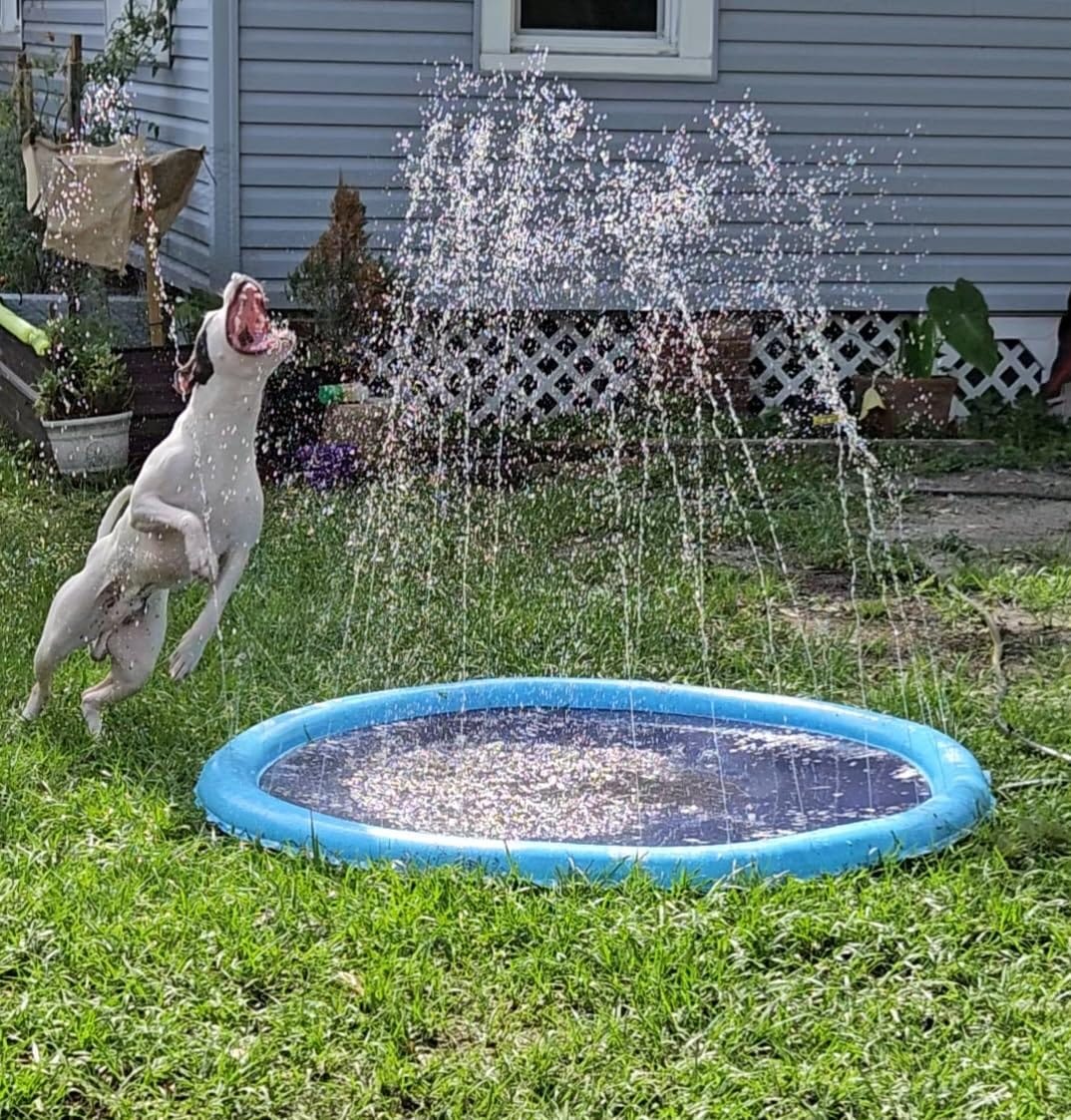 Customer photo review of AquaPlay Cooling Mat – Rafraîchissez votre chien et transformez son été