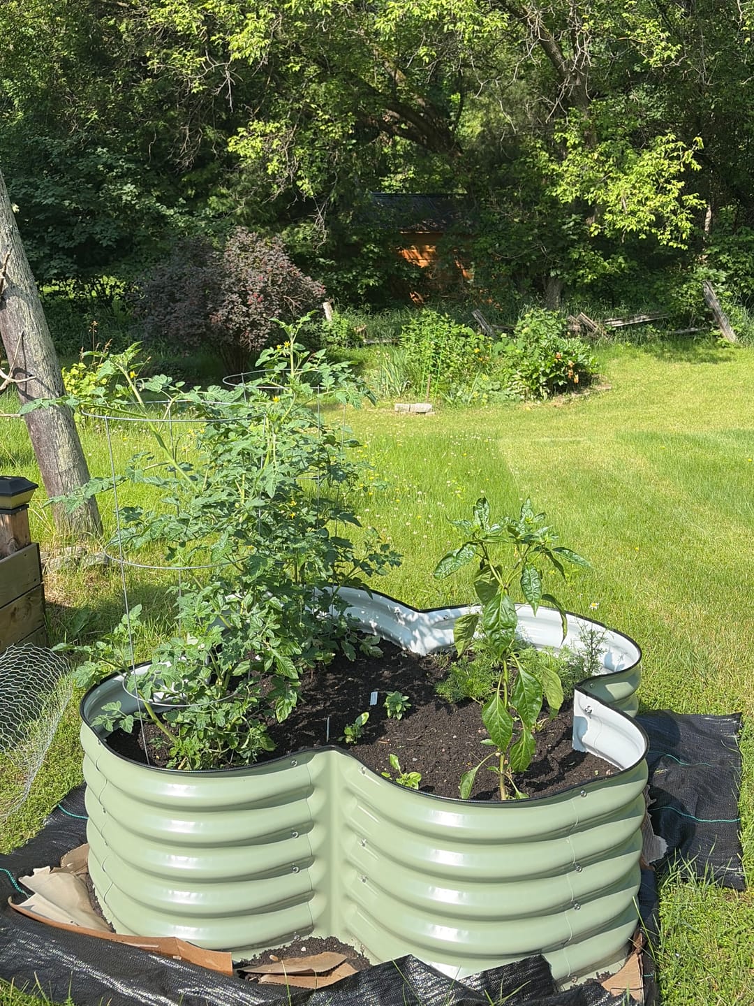 Customer photo review of 17" Tall Four Leaf Clover