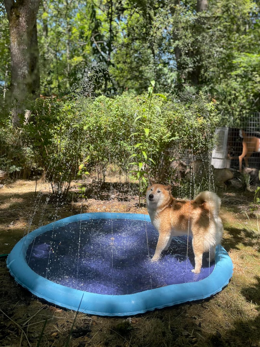 Customer photo review of AquaPlay Cooling Mat – Rafraîchissez votre chien et transformez son été