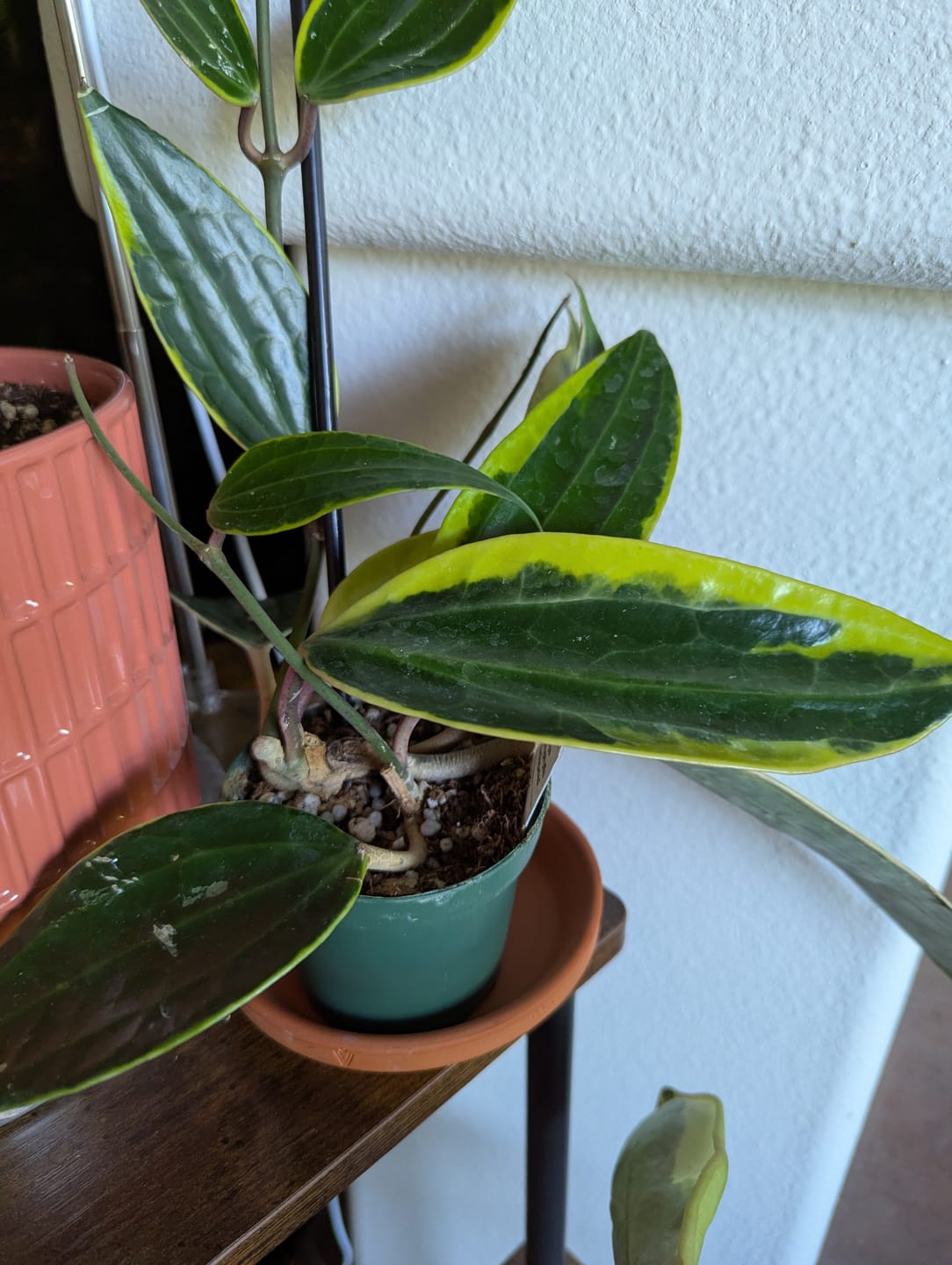 Customer photo review of Hoya latifolia 'Variegata'