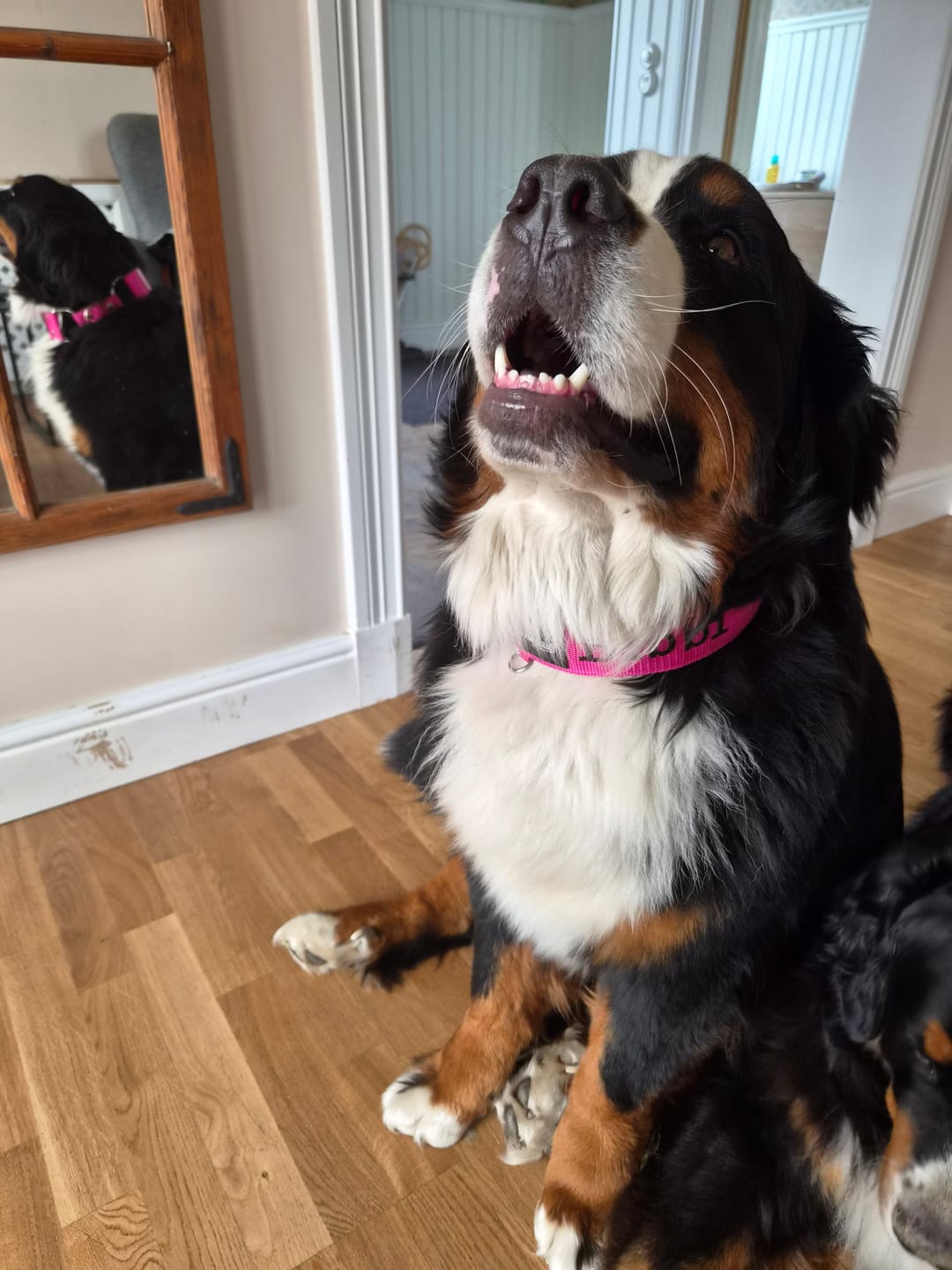 Customer photo review of Martingale halsband med namn