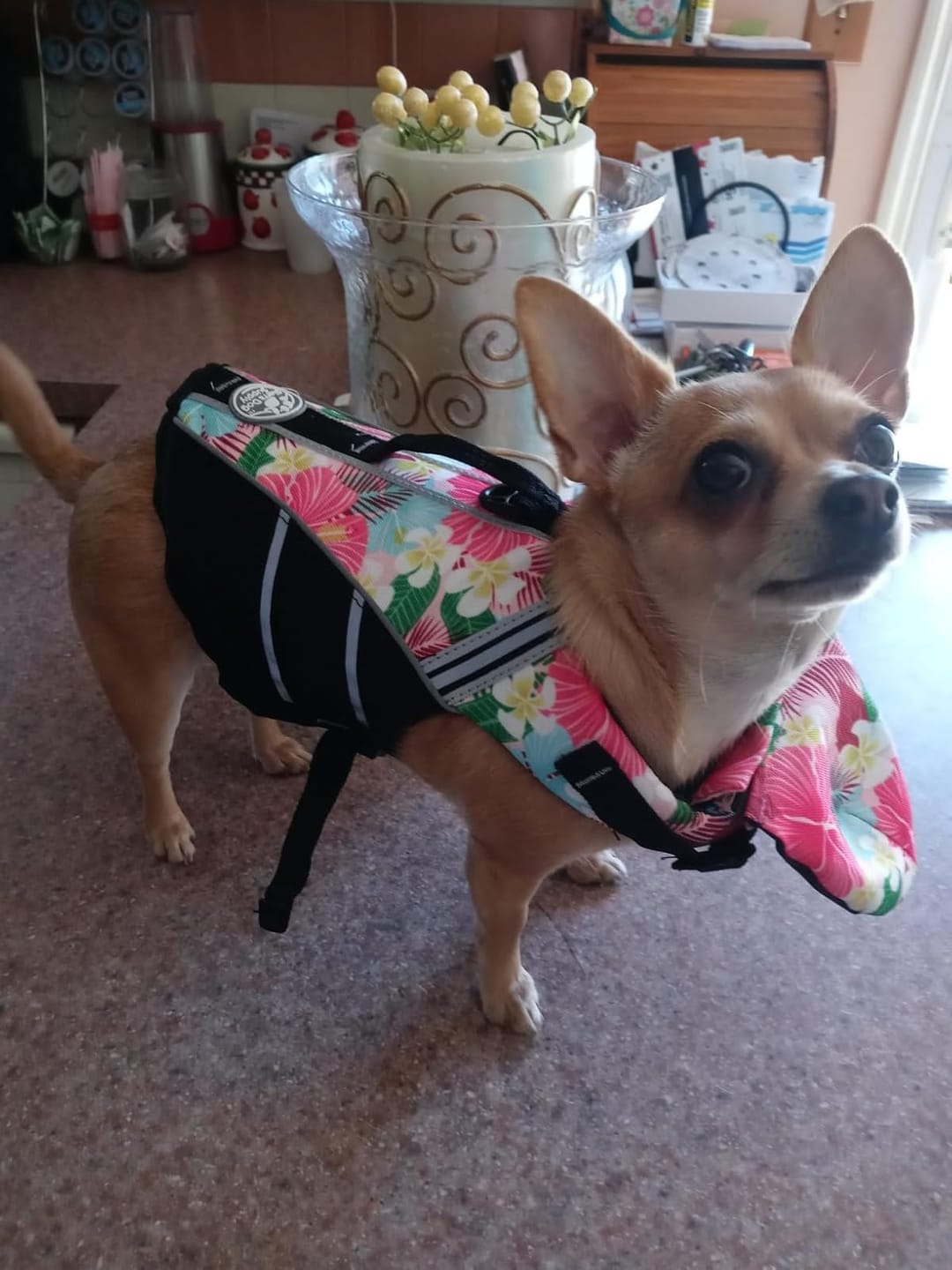 Customer photo review of FloatPaw™ Life Jacket