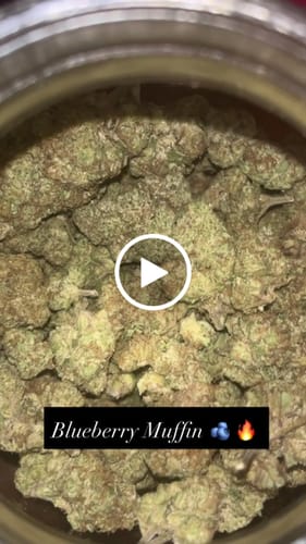 Customer video review of Blueberry Muffin THCA Flower