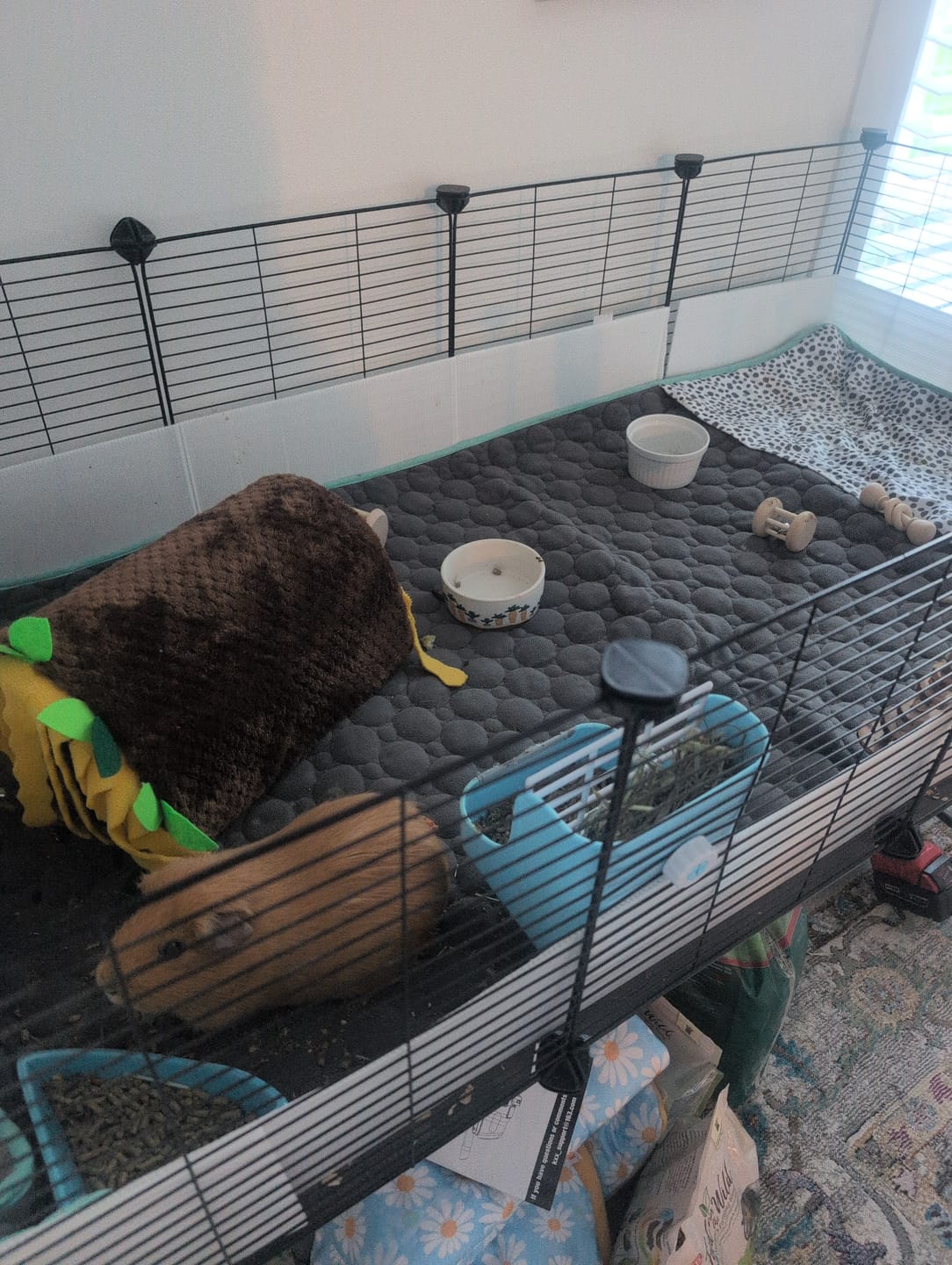 Customer photo review of Pocket Fleece Liner for Guinea Pigs | Dalmatian Collection