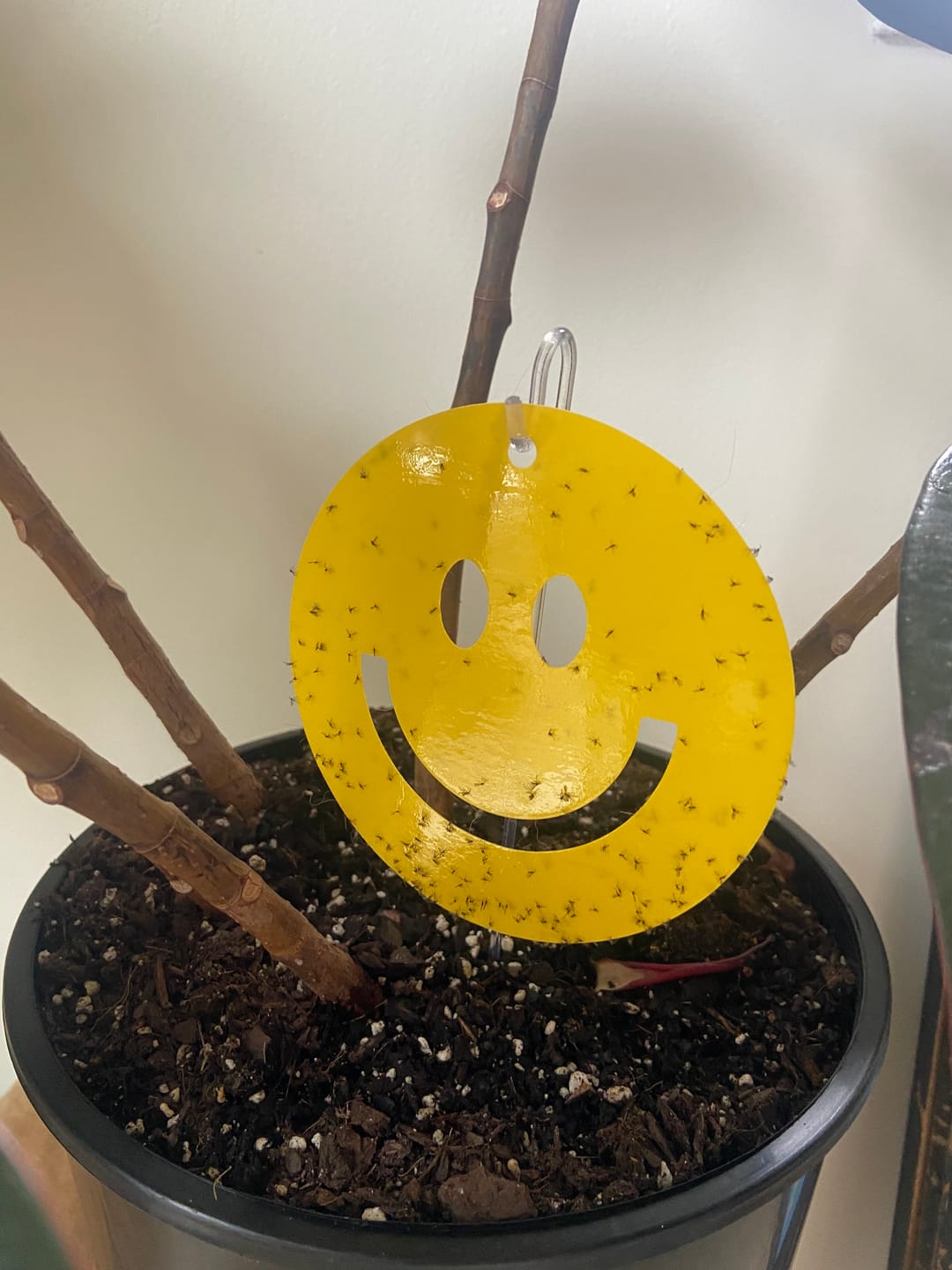 Customer photo review of Killer Smiles