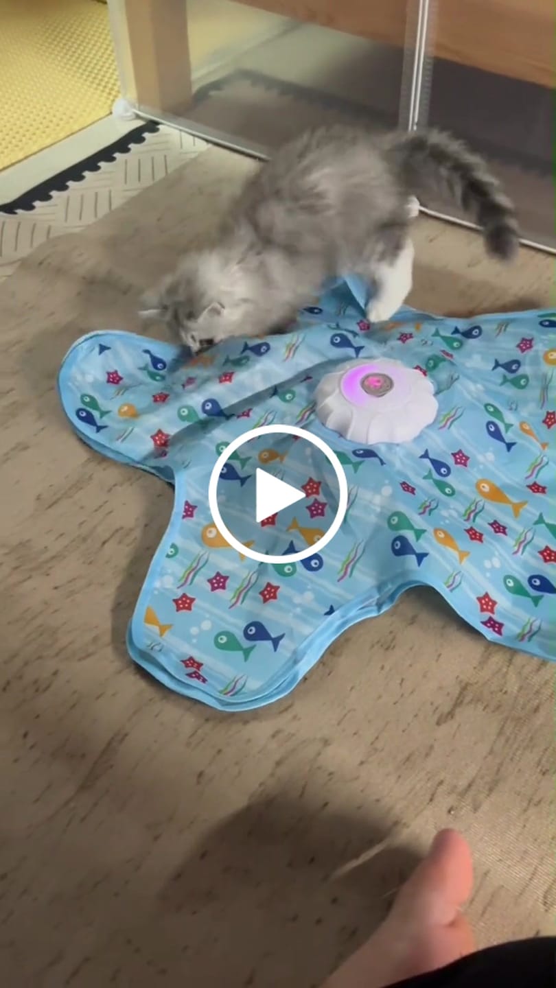 Customer video review of PEEKY TAIL 2.0