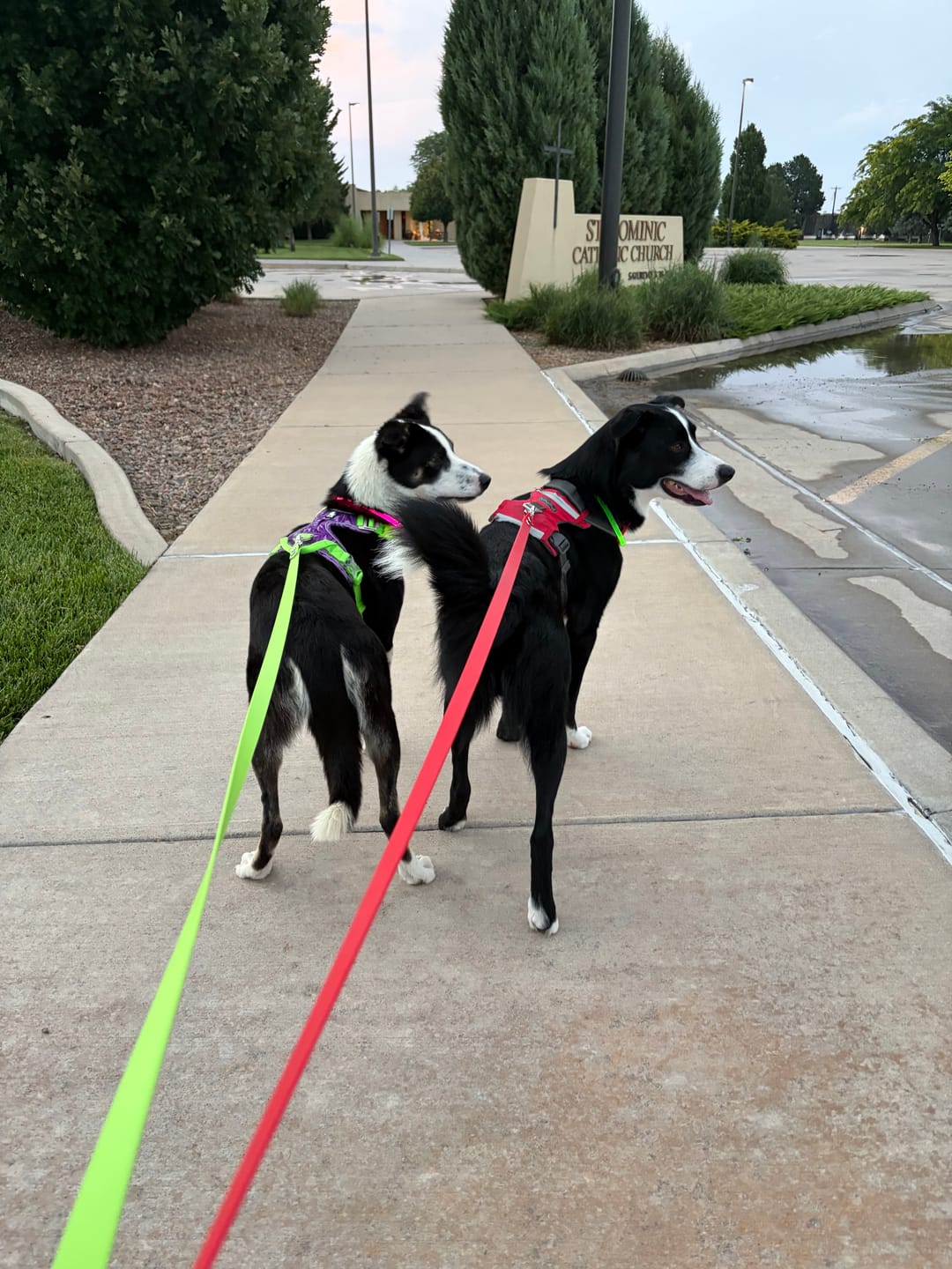 Customer photo review of Waterproof Two Dog Leash / Two Dog Leash Splitter | Built with BioThane®