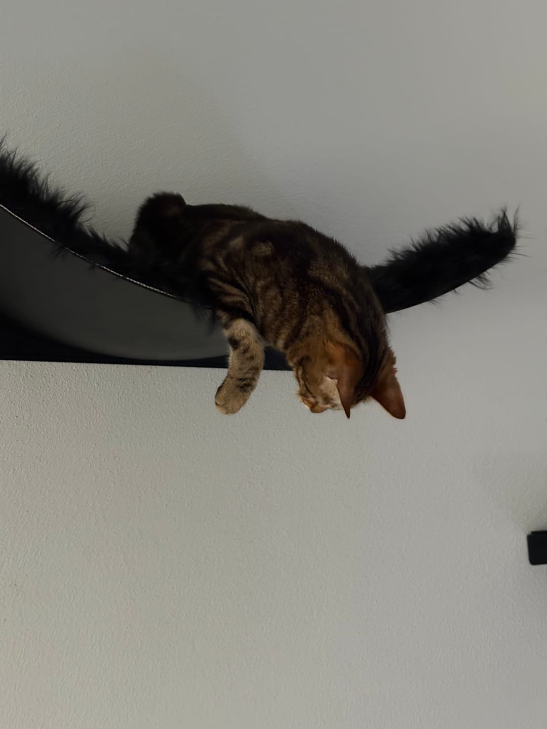 Customer photo review of STYA Katzen Kletterwand | Set Minimalist Hängematte XXL | Linie WL300