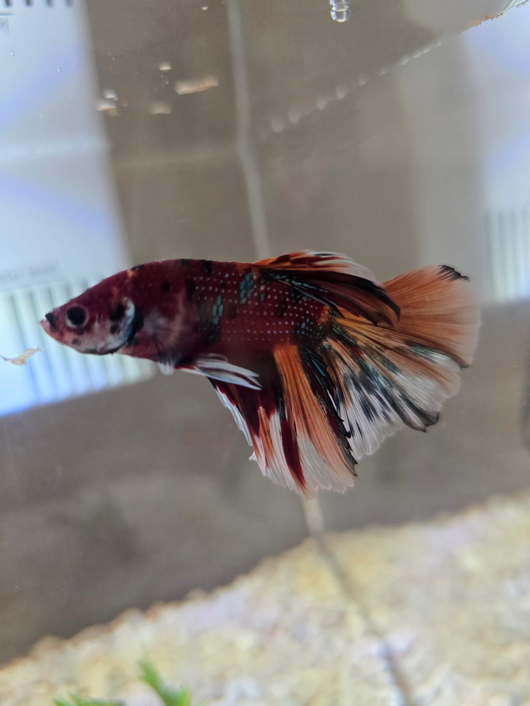 Customer photo review of Multicolor Halfmoon Male Betta Fish | High Grade | Order Directly From Farm |  You Pick Fish |