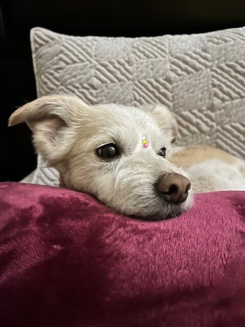 Customer photo review of Pasta de dientes para mascotas profesional Petsmile sabor pollo asado 74 g