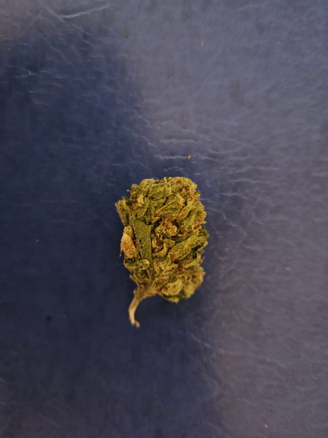 Customer photo review of Gelato 41 - 28 Grams - Hybrid