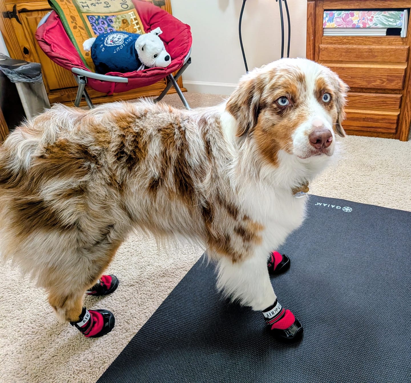 Customer photo review of AIR PUP DOG SHOES - SET OF 4